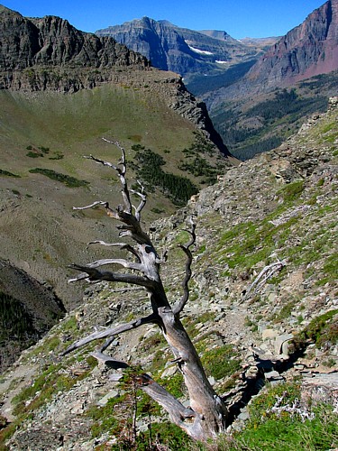 Dead_tree
