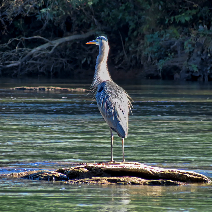 Blue_Heron