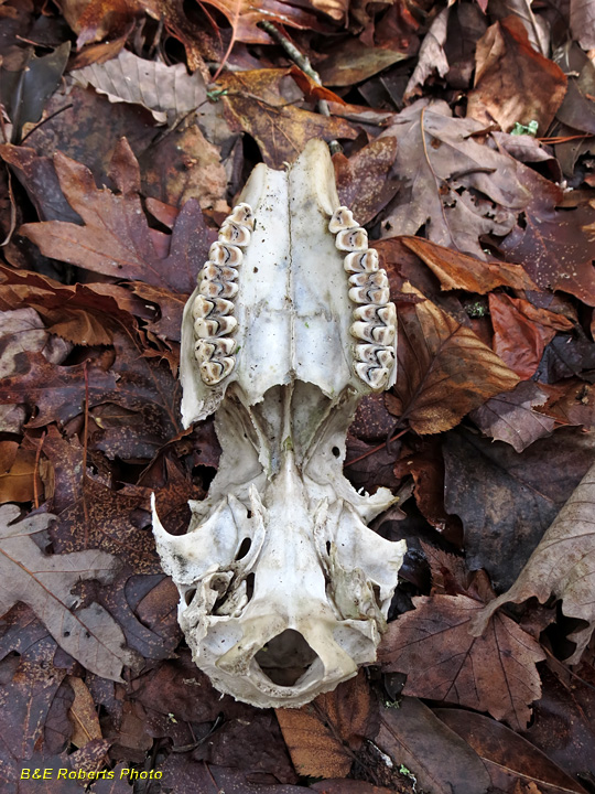 Deer_skull