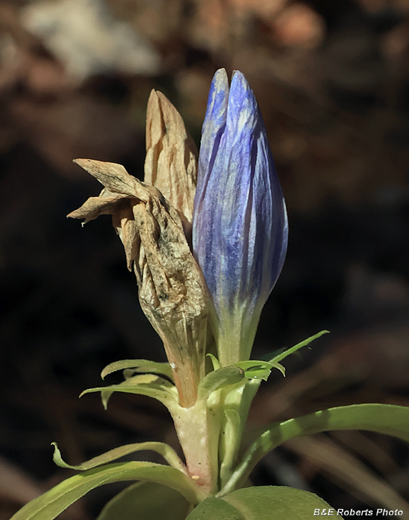 Gentian