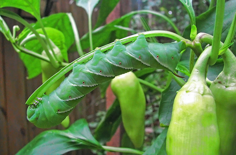 Tomato_Horn_Worm