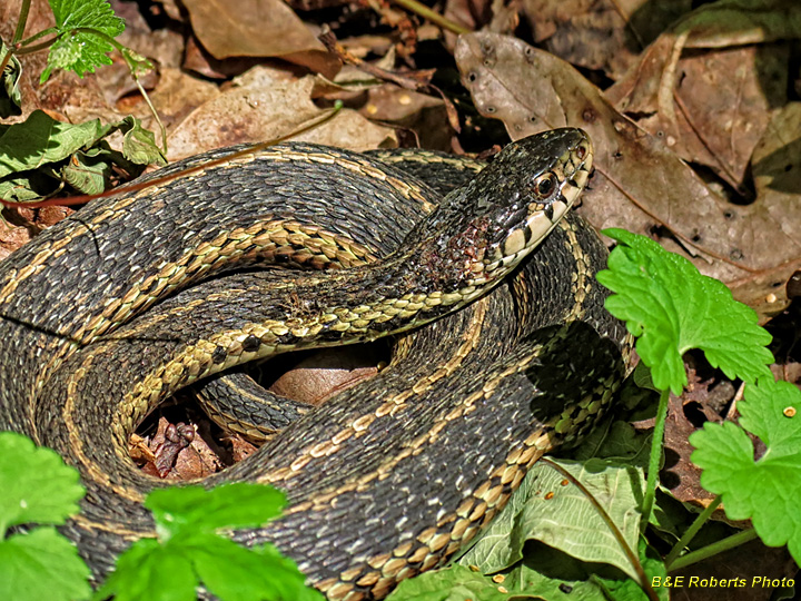 Garter_snake