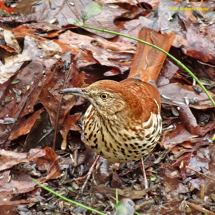 Brown_thrasher
