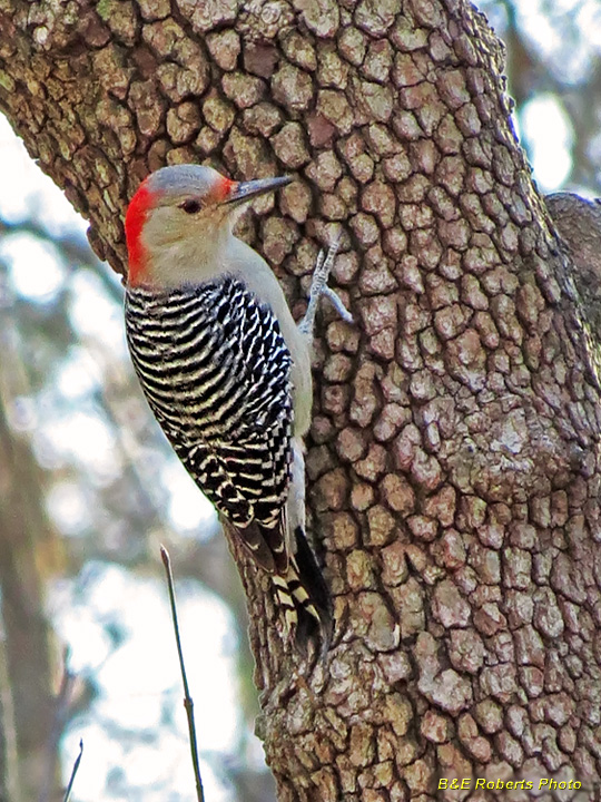 RedBellied_Woodpecker