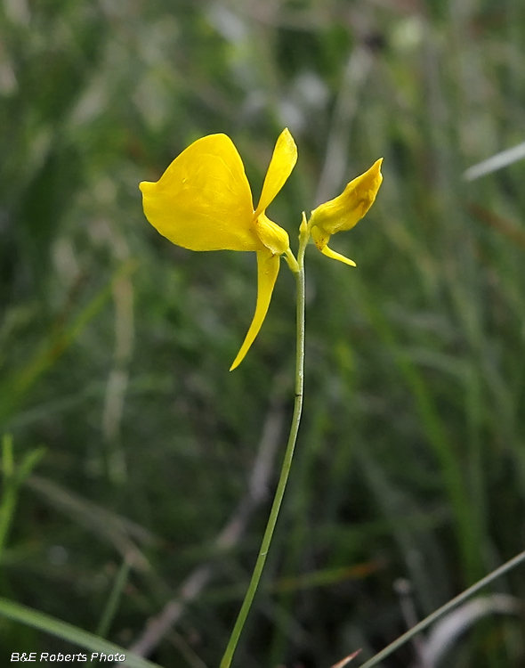 Bladderwort