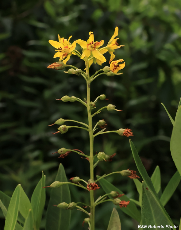 Lysimachia