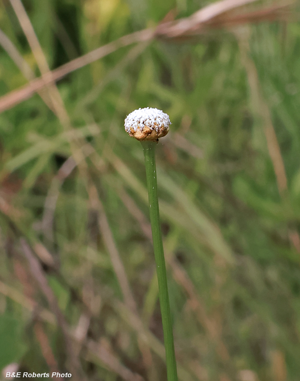 Eriocaulon