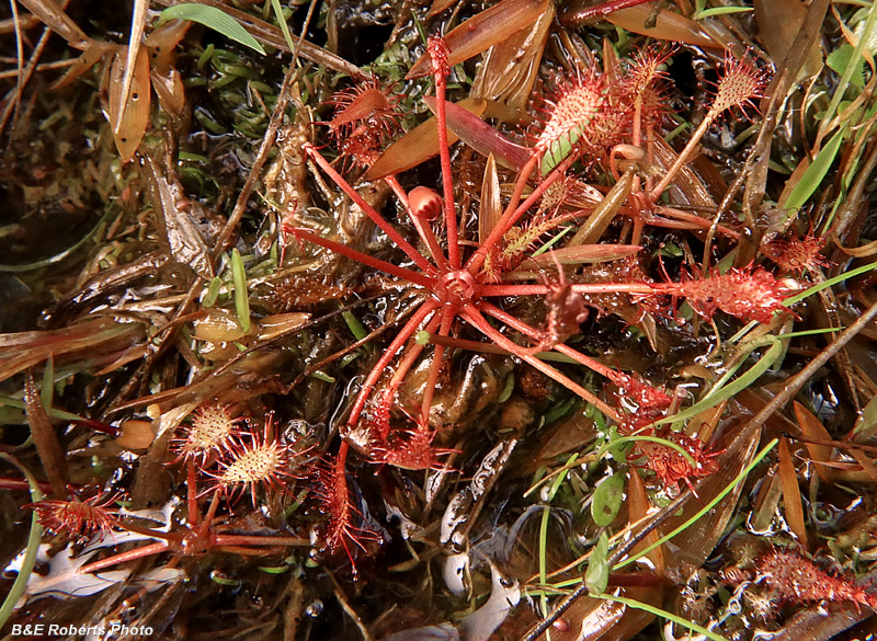 Sundew