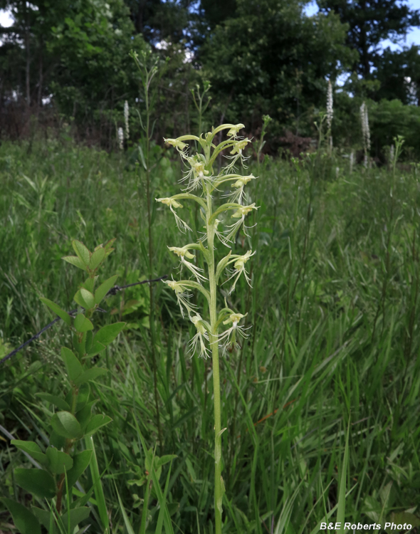 Platanthera_lacera