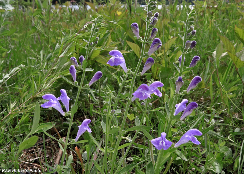 Skullcap