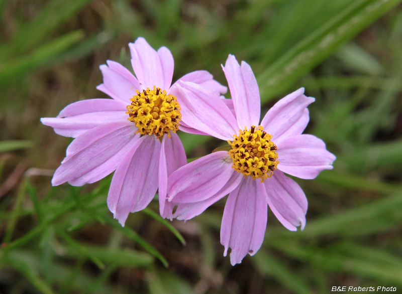 Pink_Coreopsis