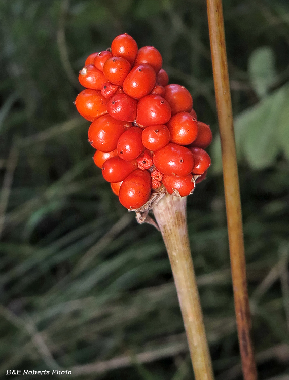 Jack_in_Pulpit_berries