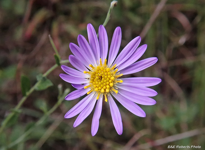 Aster