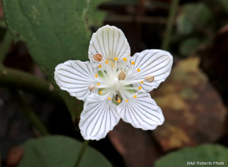 Parnassia_asarifolia