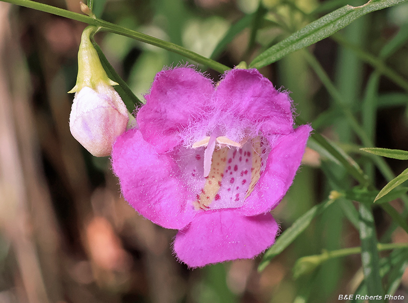Agalinis_purpurea
