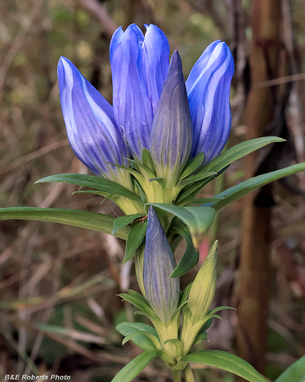 Gentiana