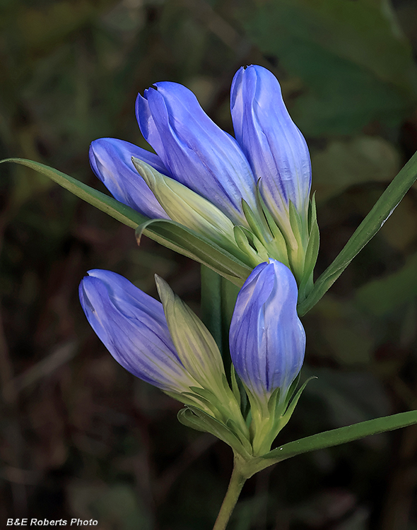 Gentiana