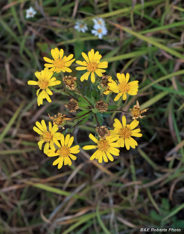 Maryland_Golden_Aster