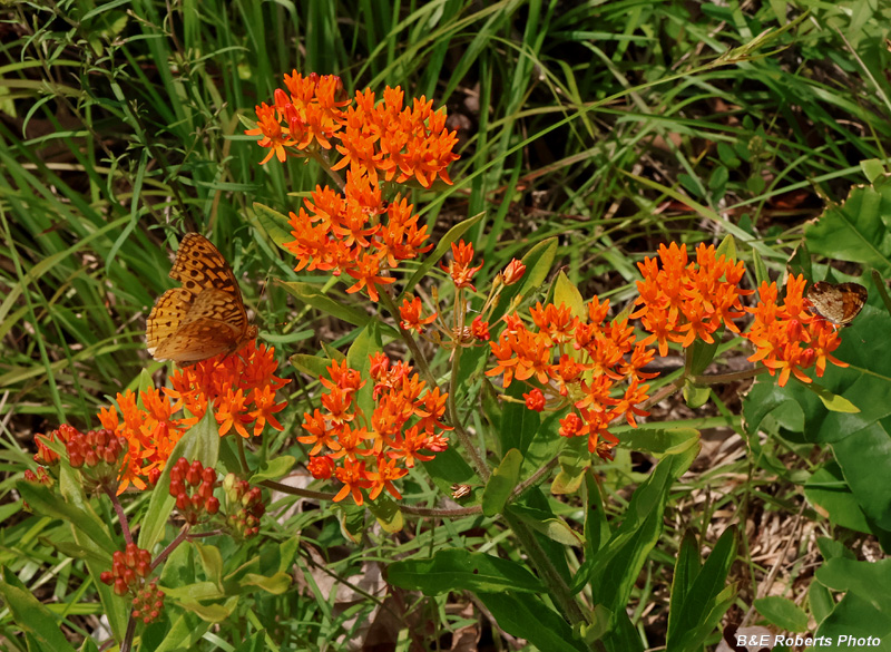 Butterfly_weed
