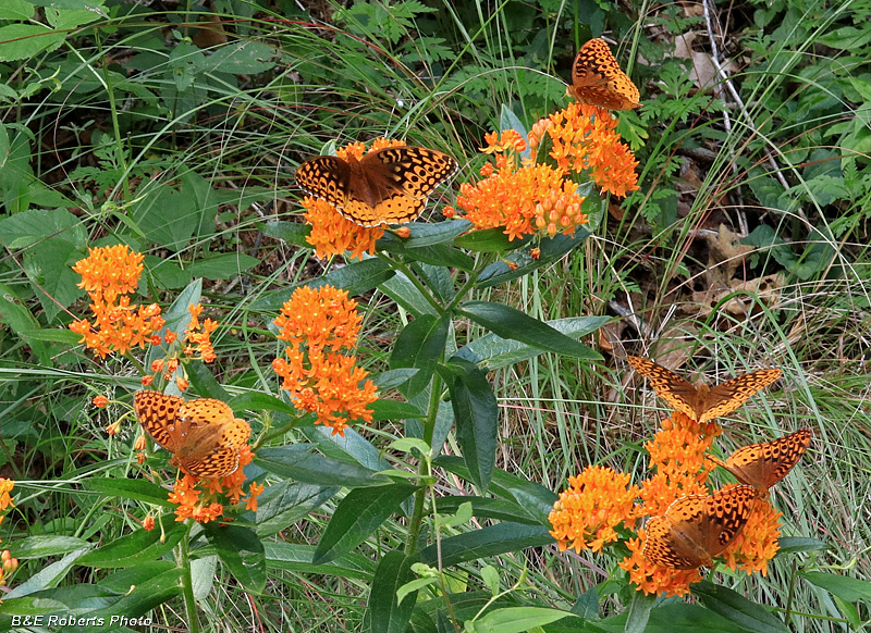 Butterflies_on_Asclepias