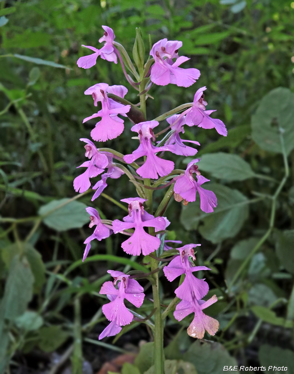 Platanthera_peramoena