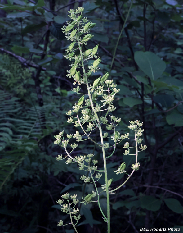 Melanthium_virginicum