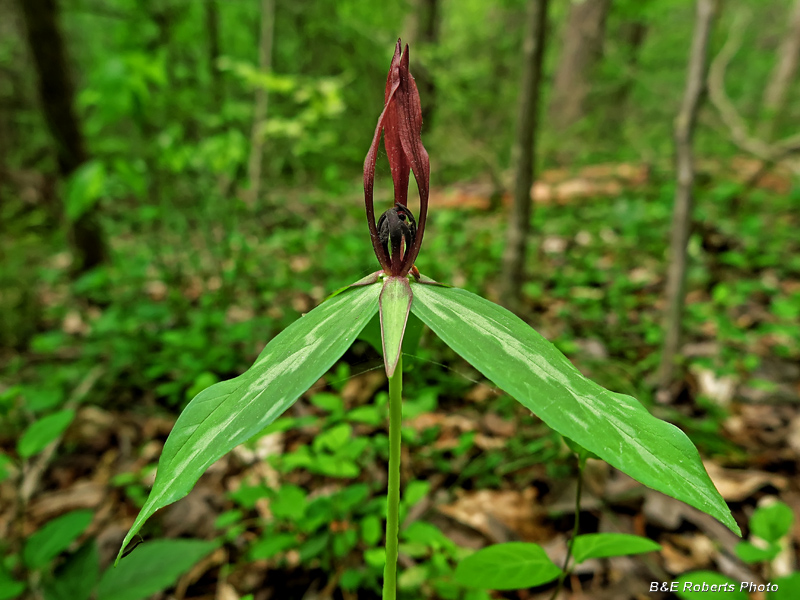 Lanceleaf_Trillium