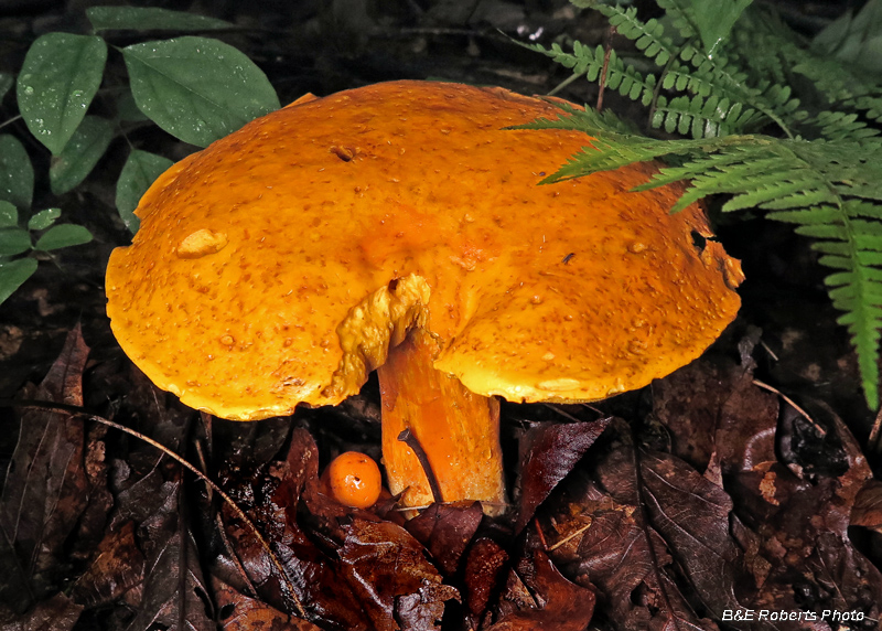 Boletus