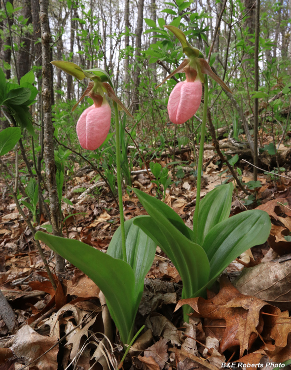Pink_Lady_Slippers