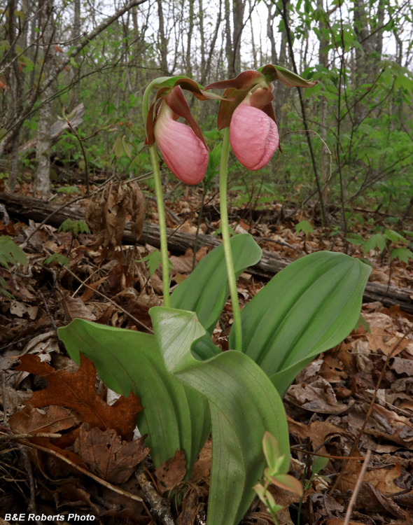 Pink_Lady_Slippers