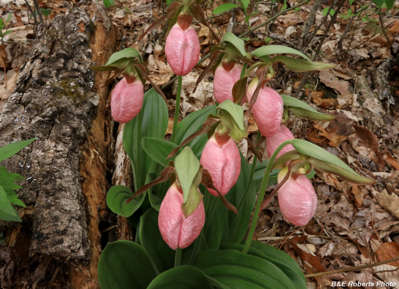 Pink_Lady_Slippers
