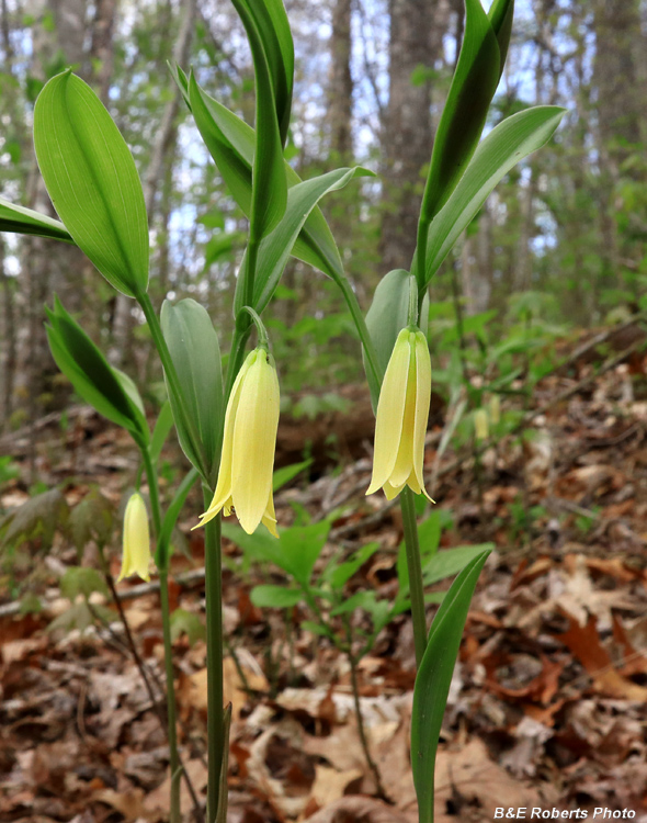 Bellwort_puberula