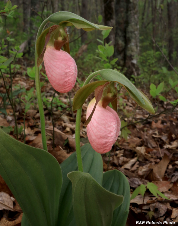 Pink_Lady_Slippers