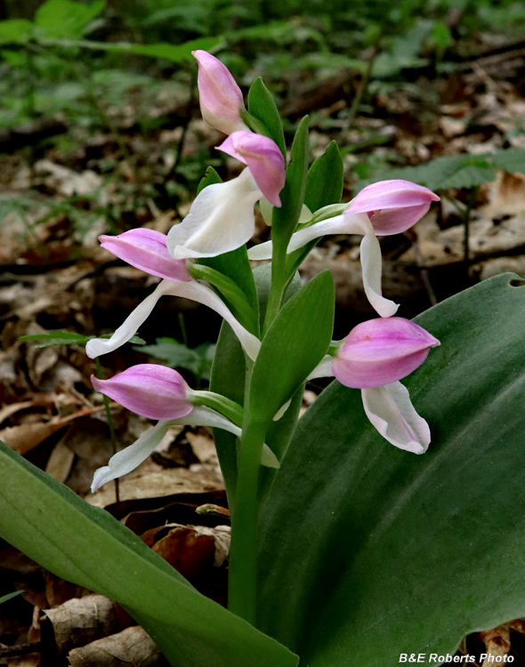 Showy_Orchis