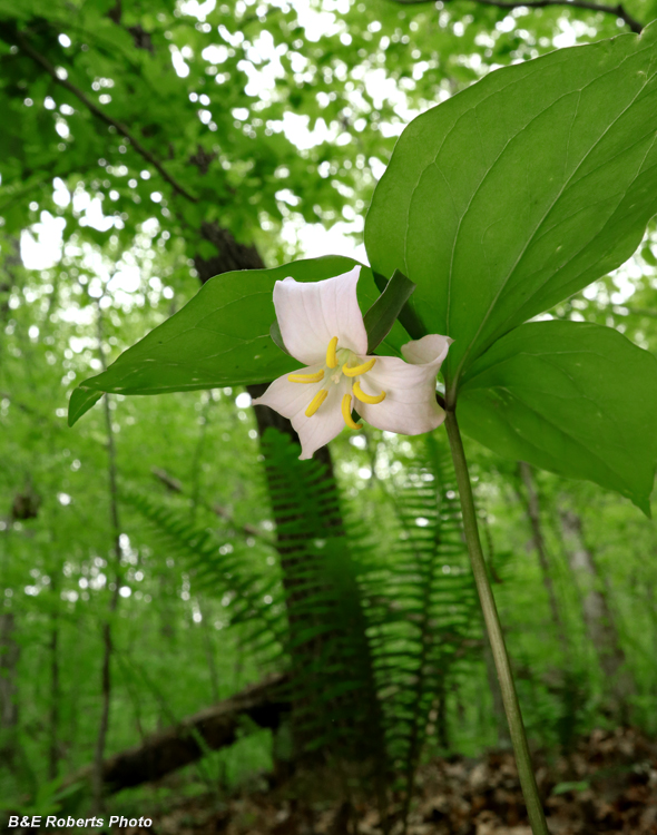 Trillium_ccatesbaei