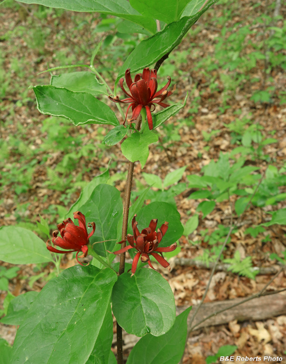 Sweetshrub