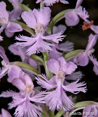 Platanthera_psycodes