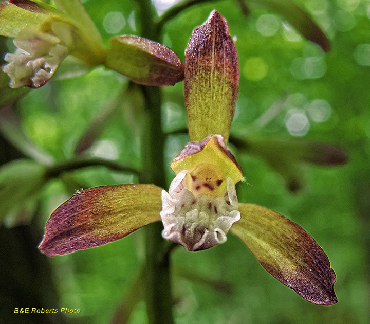 Putty_Root_Orchid_flower