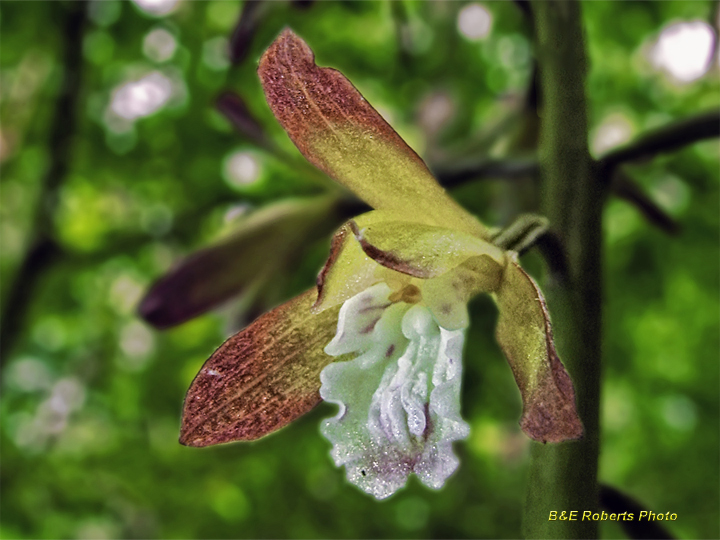 Putty_Root_Orchid