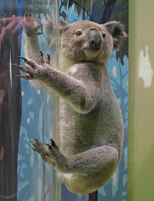 Koala